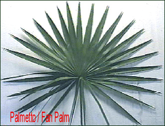 palmetto / fan palm