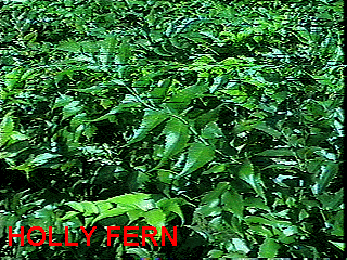 holly fern