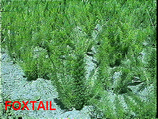 foxtail,meyerii fern