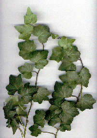 Green english ivy