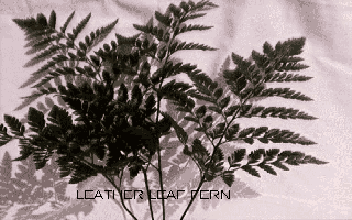 leatherleaf fern